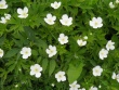 Anemone canadensis.jpeg
