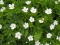 Anemone canadensis.jpeg