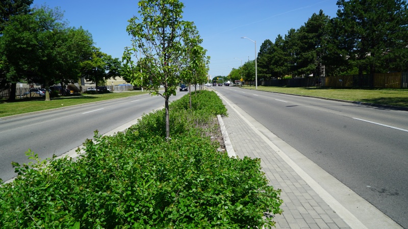 File:Central Parkway - soil cell, stormwater planter.JPG