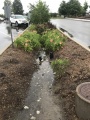 IMAX Bioretention Wet weather.JPG