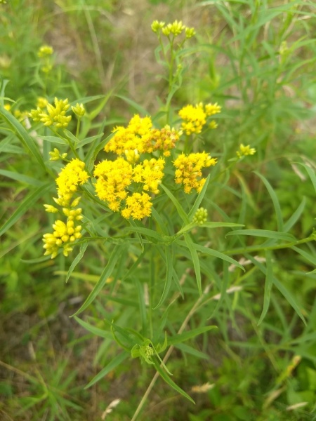 File:Euthamia graminifolia.jpg
