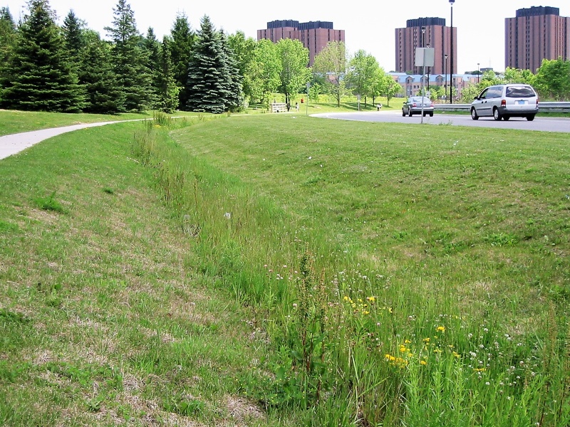 File:TRCA YorkU grass swale 3.jpg