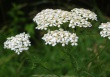 Yarrow Guttman.jpg