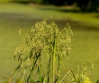 Scirpus cyperinus jheiser.jpg