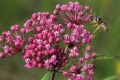 Asclepias incarnata.jpeg