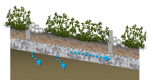Bioswale.png