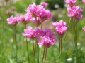 Armeria maritima Filali.jpeg