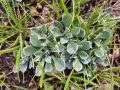 Antennaria parvifolia.jpeg